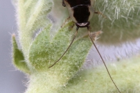 Une larve de blatte (Dyctyoptre - Blattellidae - Ectobius sp.)